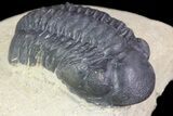 Bargain, Reedops Trilobite Fossil - Good Eye Facets #68653-4